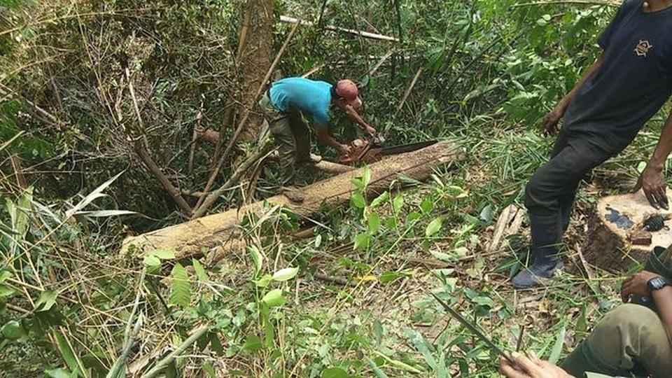 Tiếng thét đau đớn của rừng xanh Tây Nguyên: Lâm tặc, cán bộ cùng thoát tù - 3 Tiếng thét đau đớn của rừng xanh Tây Nguyên: Lâm tặc, cán bộ cùng thoát tù - 3