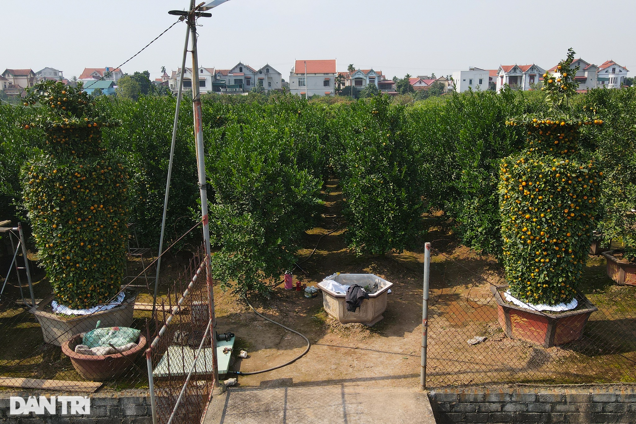 Chiêm ngưỡng những cặp quýt lục bình khủng sẵn sàng vào vụ Tết - 7 Chiêm ngưỡng những cặp quýt lục bình khủng sẵn sàng vào vụ Tết - 7