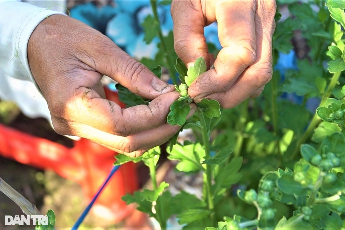 Thu nhập khá nhờ nghề tuyển hoa, lặt nụ mỗi năm chỉ có một lần - 3 Thu nhập khá nhờ nghề tuyển hoa, lặt nụ mỗi năm chỉ có một lần - 3