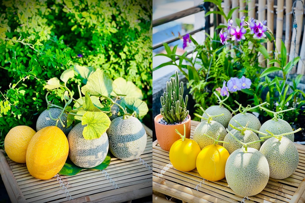 Những gia đình Việt sống khỏe nhờ vườn sân thượng xanh tốt giữa mùa dịch - 13 Những gia đình Việt sống khỏe nhờ vườn sân thượng xanh tốt giữa mùa dịch - 13