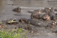 Cá sấu sông Nile bị đàn hà mã quăng quật dữ dội vì xâm phạm lãnh thổ