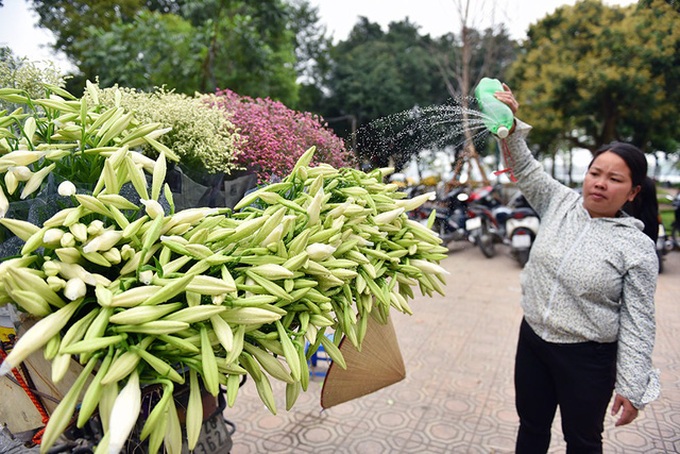 Hà Nội trong sắc trắng tinh khôi của hoa loa kèn - Ảnh 3. Hà Nội trong sắc trắng tinh khôi của hoa loa kèn - Ảnh 3.