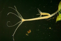 Phát hiện sinh vật có thể lây bệnh ung thư