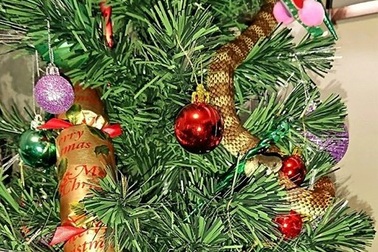 Suýt bị rắn độc cắn vì tưởng nhầm là... đồ trang trí cây thông Noel