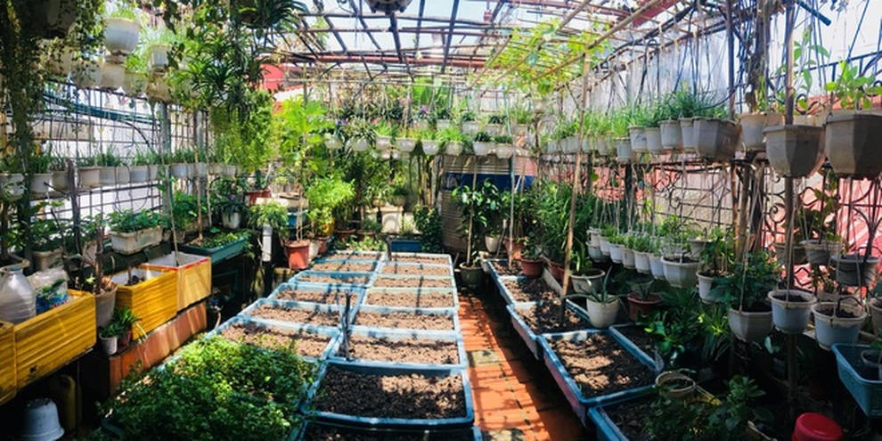 Khu vườn trên cao xanh tốt, vui tuổi già của những người phụ nữ Việt U70 - 11 Khu vườn trên cao xanh tốt, vui tuổi già của những người phụ nữ Việt U70 - 11