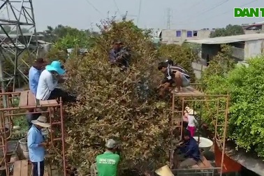 Hơn chục người bắc giàn giáo nhặt lá cho cây mai trăm tuổi ở Sài Gòn