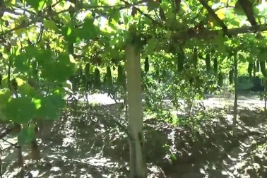 Clip: Những vườn tạp biến thành vườn mẫu trăm triệu ở Cẩm Bình, Cẩm Xuyên, Hà Tĩnh.