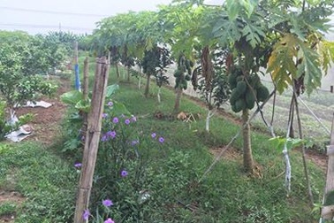 Nở rộ các mô hình làm rau sạch