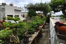 Vườn bonsai ngược trăm triệu đồng trên sân thượng nhà phố ở Quảng Nam