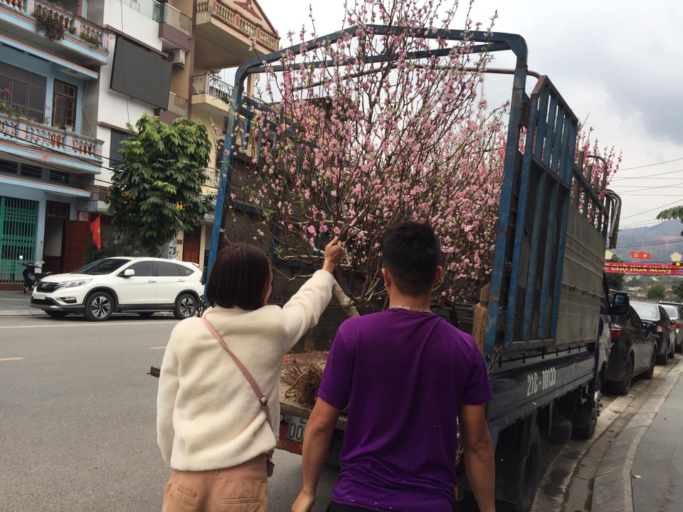 Dịch vụ nhận trồng, chăm sóc đào cảnh sau Tết hút khách - 3