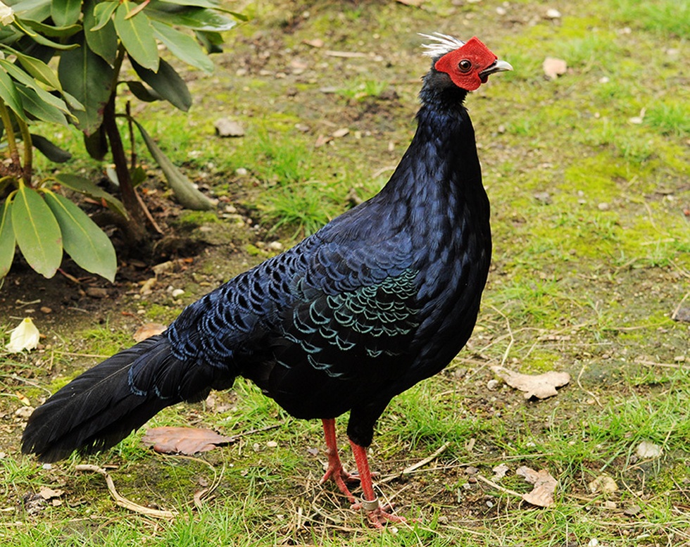 Hai loài gà lôi chỉ có tại Việt Nam, cực kỳ quý hiếm và sắp bị tuyệt chủng - 4 Hai loài gà lôi chỉ có tại Việt Nam, cực kỳ quý hiếm và sắp bị tuyệt chủng - 4