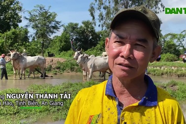 Vua bò An Giang tiết lộ cách tăng lực cho bò đua, năm nào cũng vô địch