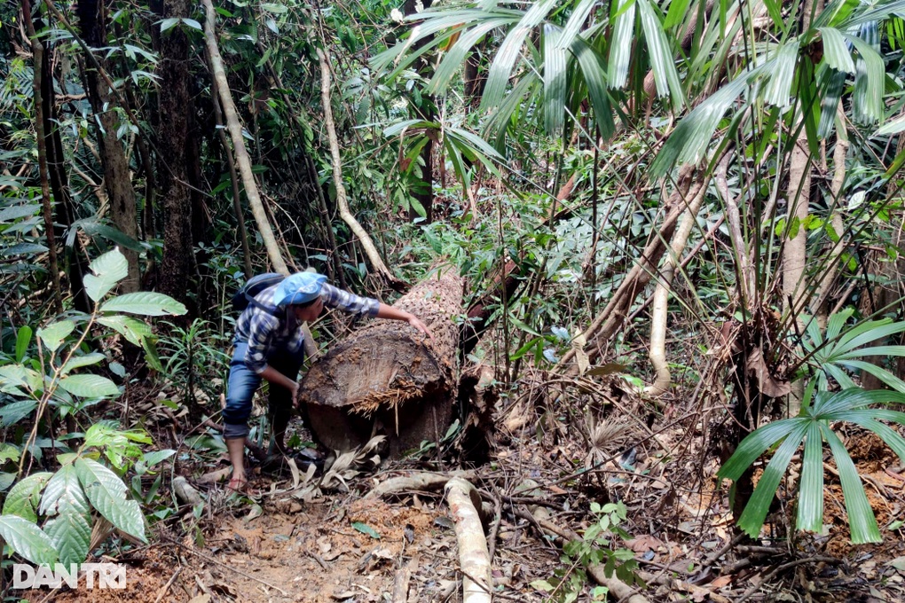 Thâm nhập cánh rừng biên giới bị xẻ thịt, gỗ khủng nằm la liệt - 4 Thâm nhập cánh rừng biên giới bị xẻ thịt, gỗ khủng nằm la liệt - 4