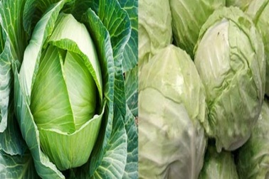 Nhận biết bắp cải và súp lơ Trung Quốc