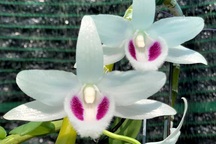 Lên mạng lừa bán lan đột biến chiếm đoạt 500 triệu đồng