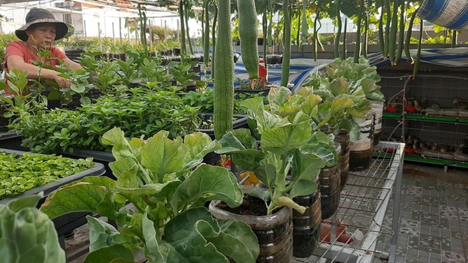 Cảnh trồng rau, nuôi gà, thả cá trên sân thượng của những nông dân phố - 6 Cảnh trồng rau, nuôi gà, thả cá trên sân thượng của những nông dân phố - 6