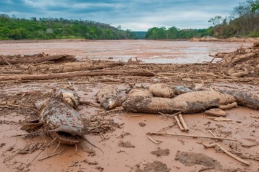 9 năm sau vụ vỡ đập Fundao: Thảm họa môi trường chưa thể khắc phục