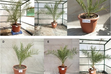 Trồng thành công cây chà là từ hạt giống 2000 năm tuổi