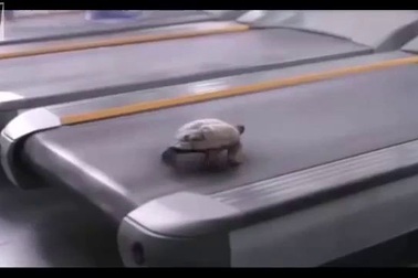 Rùa thể hiện tốc độ đáng kinh ngạc trên máy tập chạy bộ