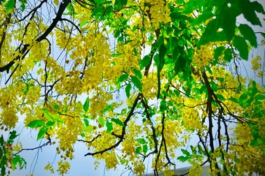 Mãn nhãn với muồng hoàng yến nở vàng rực rỡ trên phố phường xứ Thanh