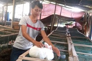 Hợp tác xã thanh niên “trăm triệu”