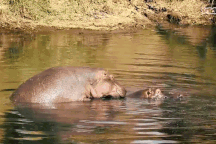 Trùm ma túy để lại đàn hà mã quá mắn đẻ, chính quyền đau đầu giải quyết