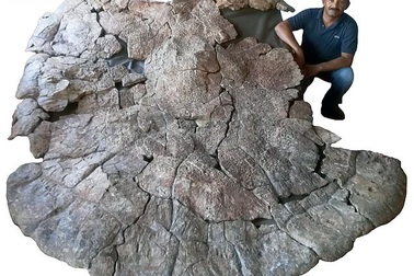 Con rùa lớn nhất mọi thời đại từng tồn tại từ 10 triệu năm trước