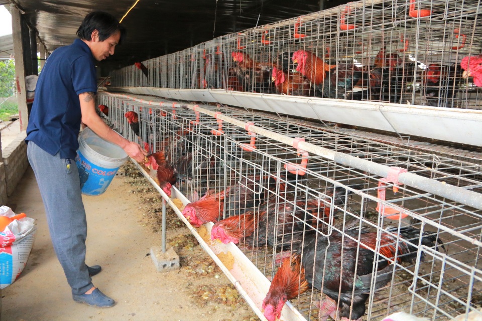 Giáp Tết, anh nông dân nuôi gà chân Voi đút túi trăm triệu đồng - 1 Giáp Tết, anh nông dân nuôi gà chân Voi đút túi trăm triệu đồng - 1