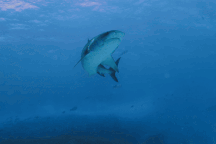 Khách Việt chi 50 triệu đồng và hành trình "săn" cá mập khát máu ở Maldives