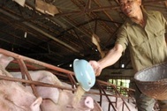 Trung Quốc bắt đầu mua lợn trở lại, giá lợn miền Bắc tăng 3.000đ/kg