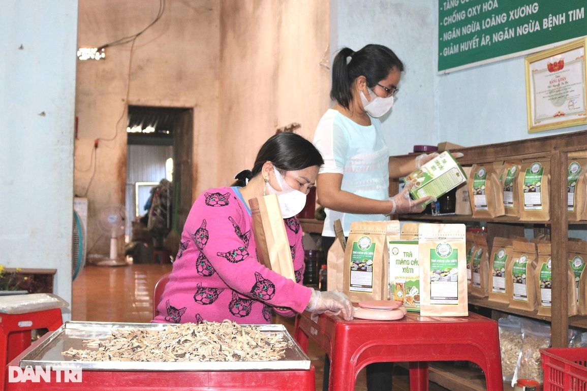 Rời bục giảng, nữ giáo viên về quê hốt bạc từ việc chế biến trà mãng cầu - 5 Rời bục giảng, nữ giáo viên về quê hốt bạc từ việc chế biến trà mãng cầu - 5