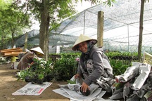 Lan chơi Tết cháy hàng