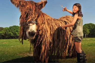 Cận cảnh bộ lông ấn tượng của những con lừa giống Poitou, Pháp