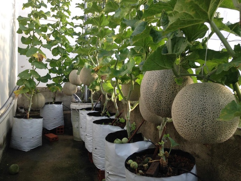Đã mắt với những vườn rau trong phố ăn cả năm không hết - 7 Đã mắt với những vườn rau trong phố ăn cả năm không hết - 7
