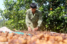 Giá cà phê đạt mức kỷ lục của gần 5 năm