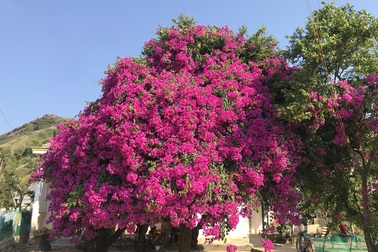 Kinh ngạc với cây hoa giấy khổng lồ trên đảo Lý Sơn