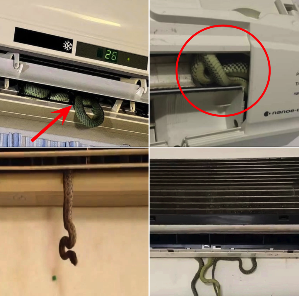 Ám ảnh rắn chui từ điều hoà: Chuyên gia chỉ sai lầm nhiều người mắc - 3 Ám ảnh rắn chui từ điều hoà: Chuyên gia chỉ sai lầm nhiều người mắc - 3