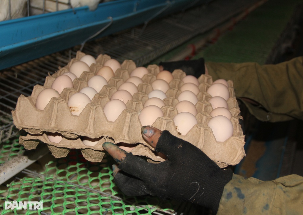 Nuôi gà ngủ máy lạnh, nghe nhạc để đẻ trứng, thu 10 triệu đồng mỗi ngày - 3 Nuôi gà ngủ máy lạnh, nghe nhạc để đẻ trứng, thu 10 triệu đồng mỗi ngày - 3