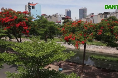 Hà Nội đẹp rực rỡ với dải phượng vĩ dài 8km