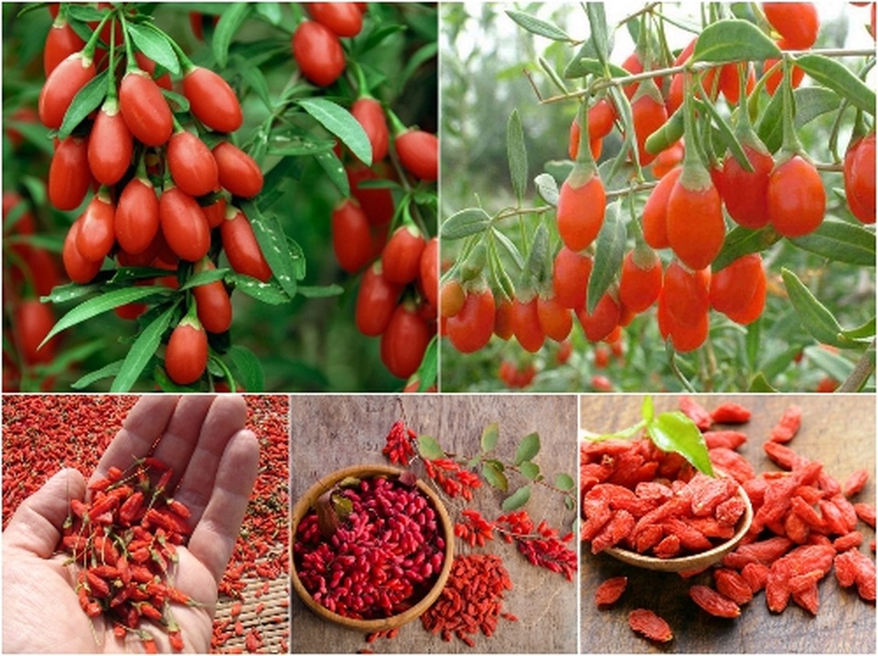 Những bệnh lý gây tiếng ve kêu trong tai và giải pháp mới từ Kim Thính - 3 Những bệnh lý gây tiếng ve kêu trong tai và giải pháp mới từ Kim Thính - 3
