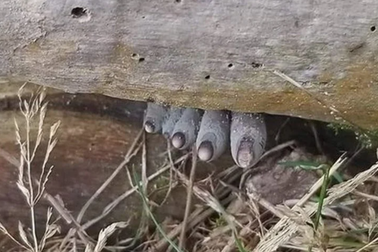 Nấm “bàn tay zombie” khiến nhiều người thoạt nhìn đã khiếp