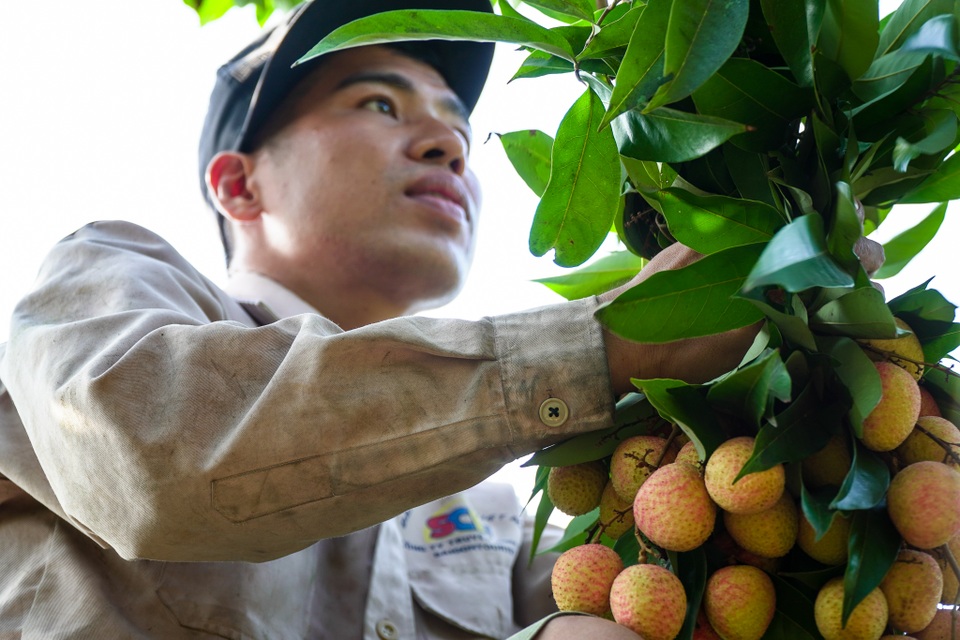 Thương lái nườm nượp thu mua vải Thanh Hà chín sớm - 7 Thương lái nườm nượp thu mua vải Thanh Hà chín sớm - 7
