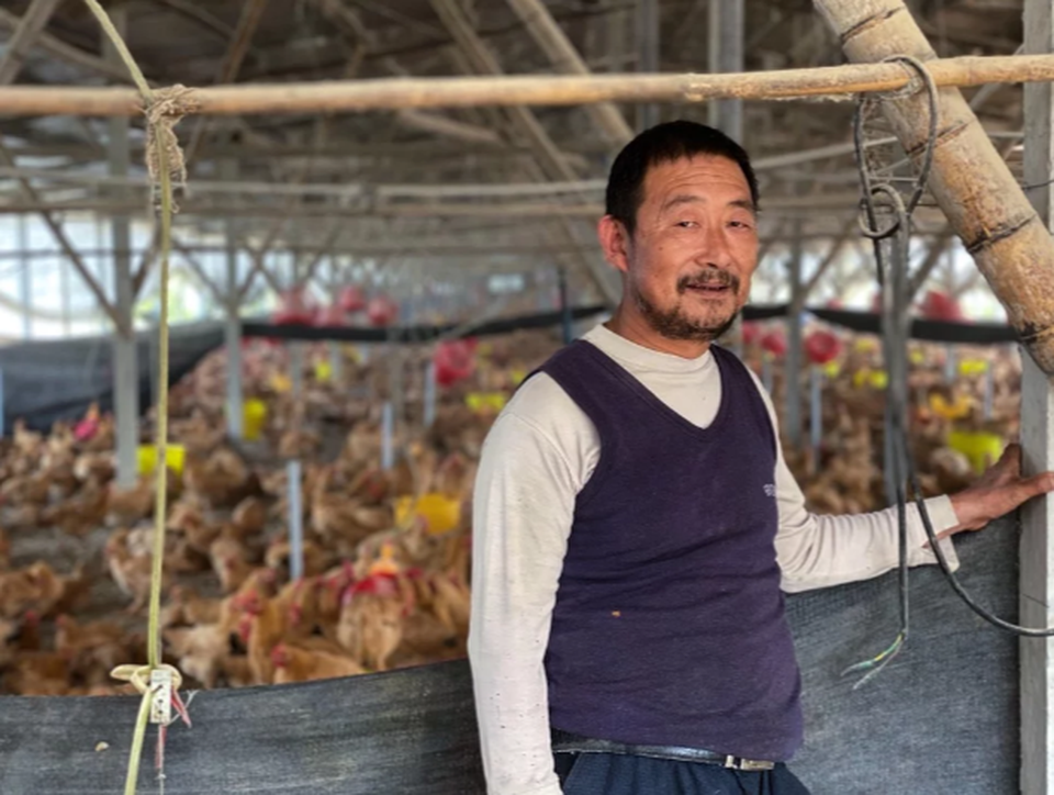 Họa vô đơn chí: Lợn chết, giá tăng vọt, dân Trung Quốc lại khốn đốn về chăn nuôi gà - 2