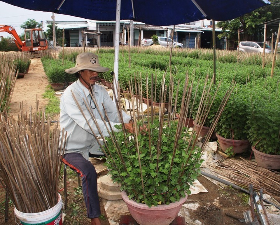 Cúc “đổ bệnh”, người làng hoa lo mất vụ Tết - 4 Cúc “đổ bệnh”, người làng hoa lo mất vụ Tết - 4