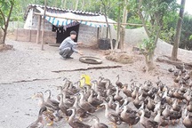 Nông dân xã nghèo mua ô tô tiền tỷ nhờ... vịt trời