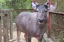 Người dân giao nộp con nai nặng 200kg