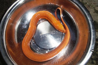 Bắt được con lươn có màu vàng kỳ lạ