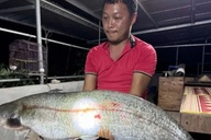 Người dân câu được cá 32kg ở Hưng Yên, chủ quán ăn chi 10 triệu mua lại