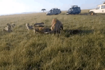 Sư tử tả xung hữu đột chống đỡ cơn giận giữ của bầy linh cẩu