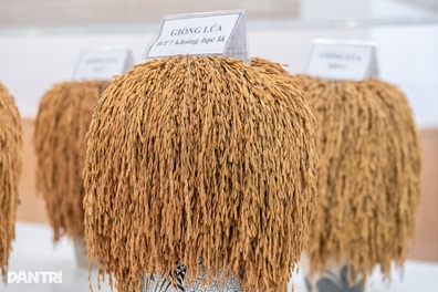 Giải mã gen tìm tầm vóc của cây lúa Việt trong kỷ nguyên mới